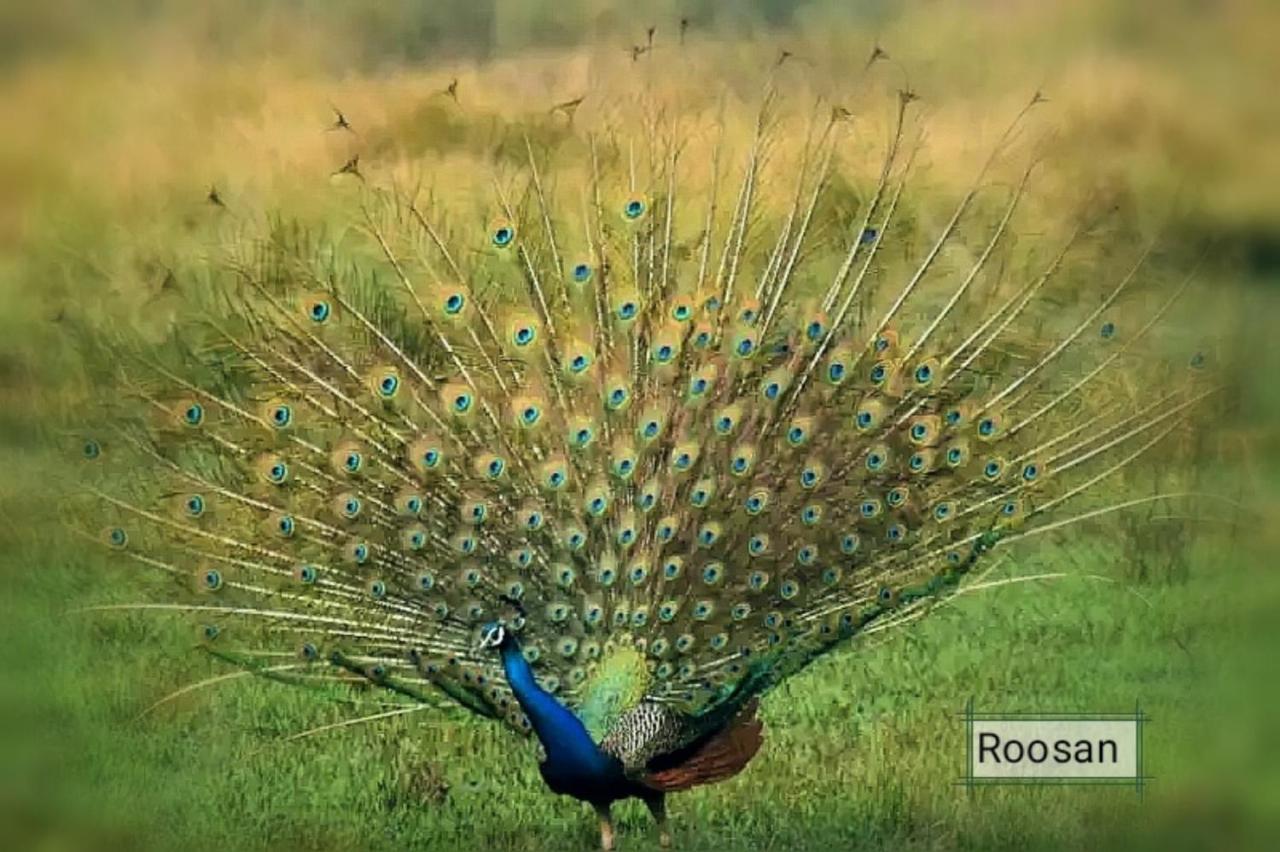 Hotel Butterfly - Peaceful Garden For Nature Lovers سوراها المظهر الخارجي الصورة